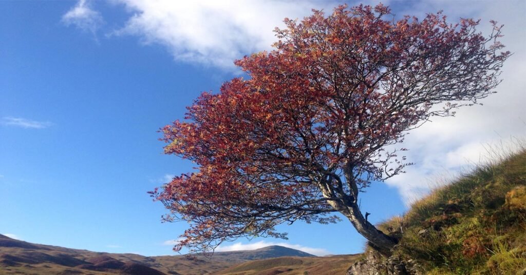 Rowan tree on a hill.